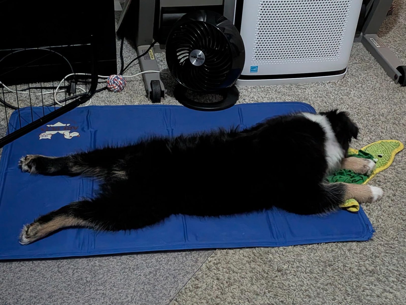 Cooling Mat: 7 Ultimate Steps For Amazing Results In 2026 2 dog cooling mat in crate, showing non-toxic gel relief